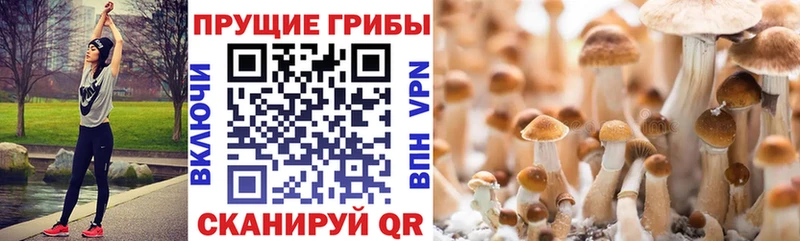 hydra ссылка  Новоалександровск  Псилоцибиновые грибы мицелий 